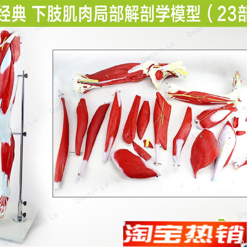 医学人体下肢腿部肌肉局部解剖模型运动腿骨骼康复W运动健身教学