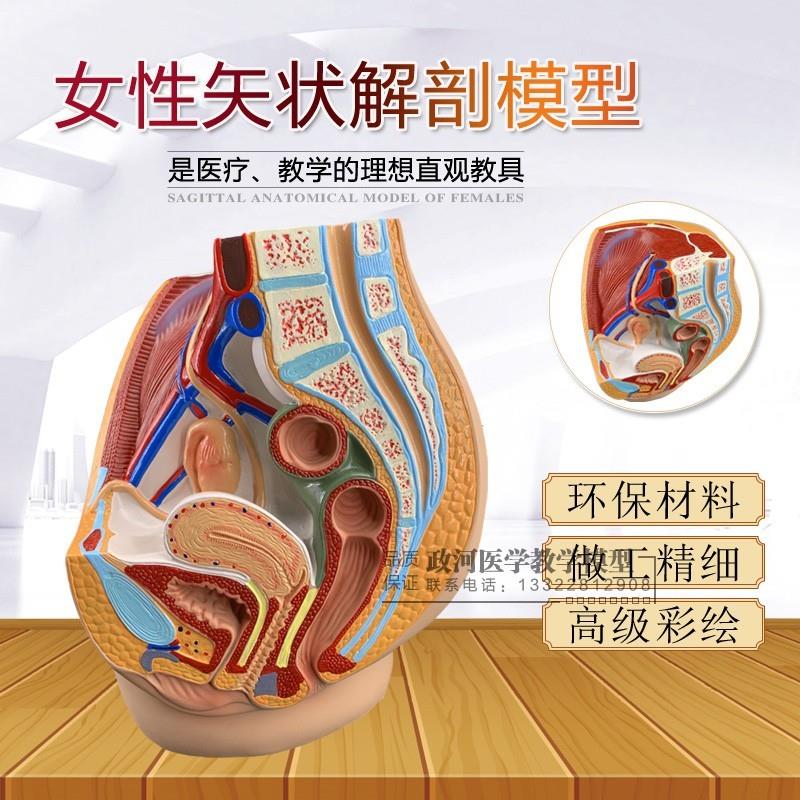 计生模型女性生殖泌尿盆腔系z统模型女性骨盆女性盆腔矢状解剖