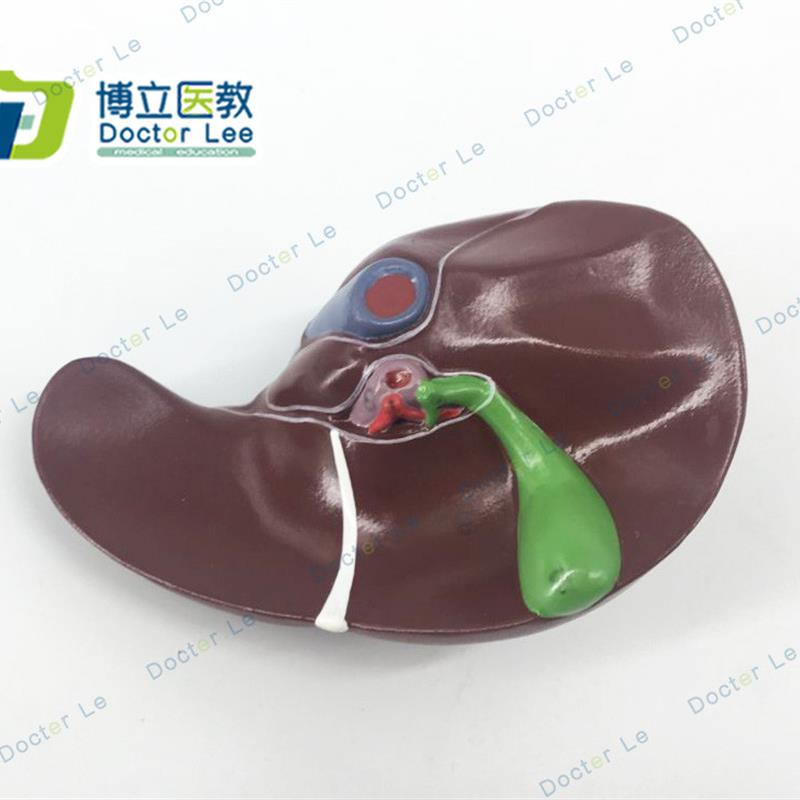 科教人体a肝脏解剖模型肝门血管叶肝胆囊胆管模型构造医学模型