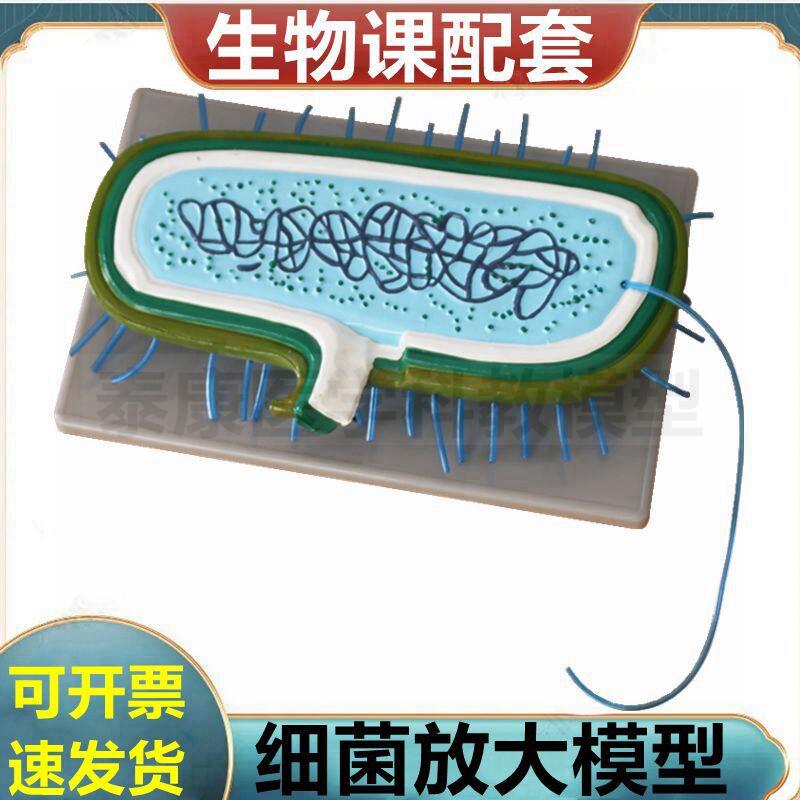 细菌模型中学生物课用模具微生物冠状K病毒腺病毒噬菌体杆状