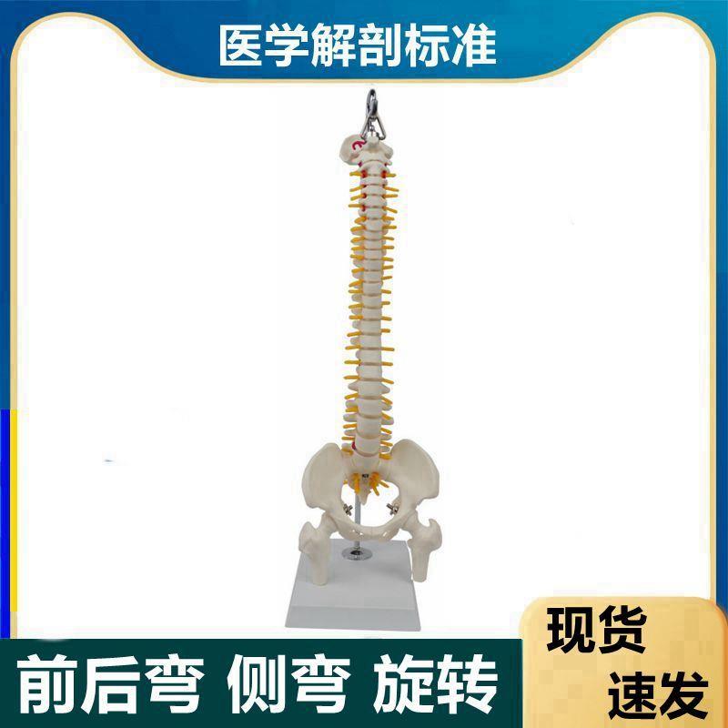 可弯曲的脊椎模j型前后弯侧弯随意旋转软脊柱生理瑜伽康复功能练