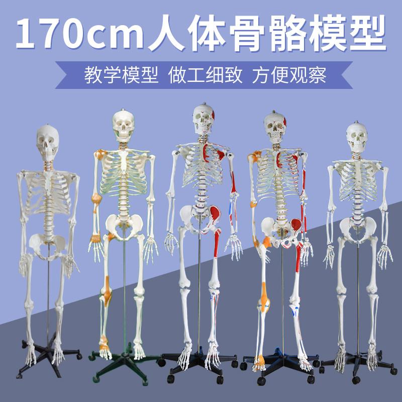 170cm人体骨骼模型骨架人体模型成人大白骷髅标V本教学脊椎全身