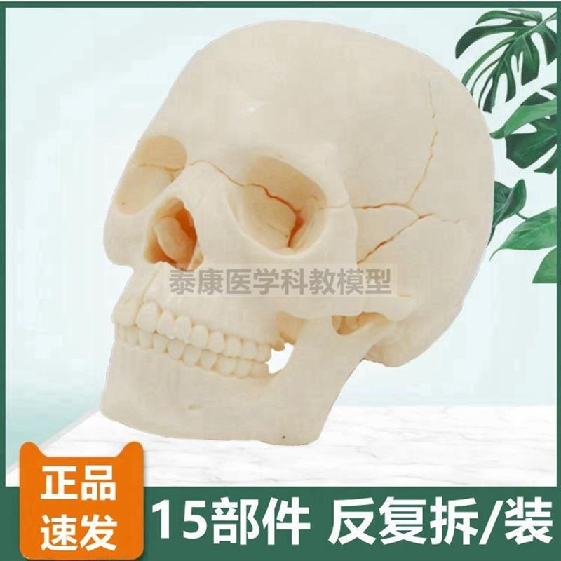 可拼装头骨模型拆卸15件医用教学C美术玩具颅骨组装口腔牙医微整