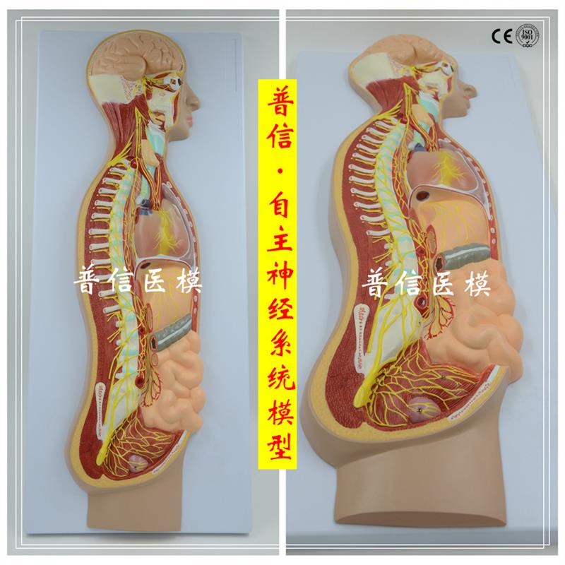 普信自主c神经系统模型全身交感神经器官眼肠解剖医学教学展示