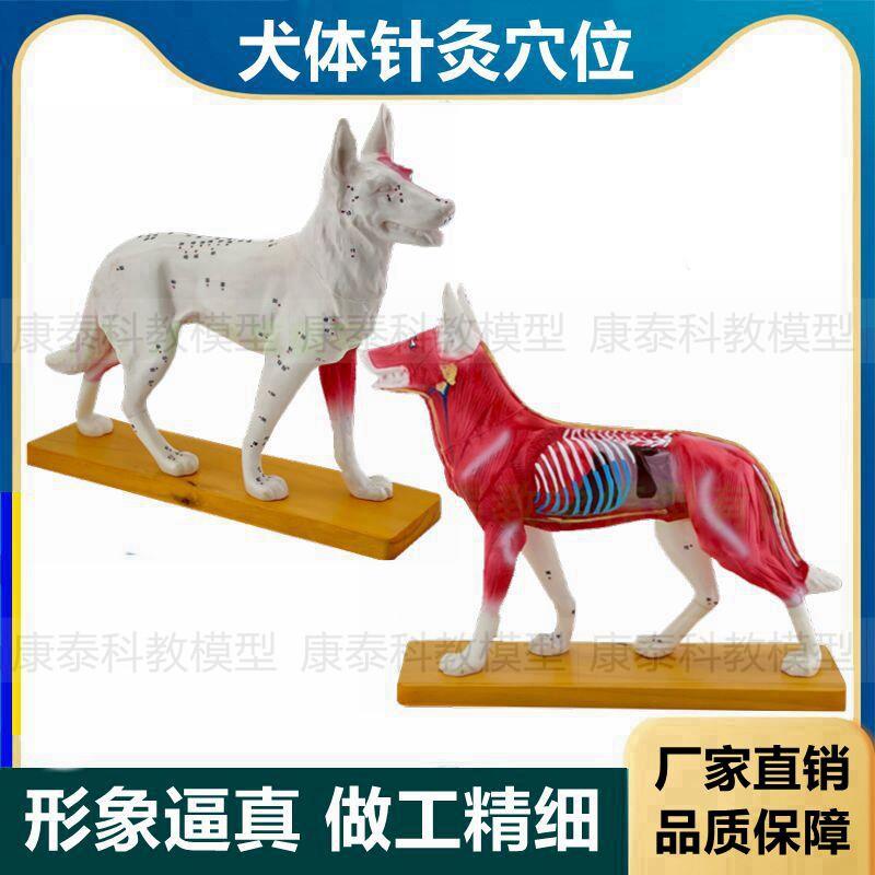 犬体针灸穴d位模型狗皮肤肌肉解剖内脏动物穴位兽医宠物医生教学