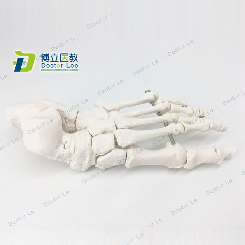 脚骨模型人体脚关节模型足部脚部骨骼构造踝关节结构腓Y骨趾骨教