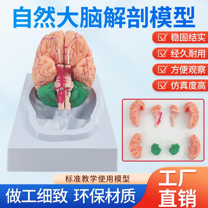 1:1大脑功能分区模o型脑模型医学脑模型皮层分区可拆医学示教模型