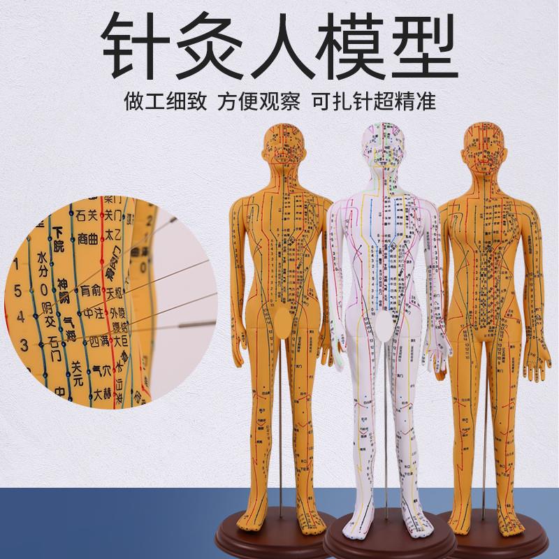 穴位模型人针灸穴位人体模型可扎针全身中医人模经络医.学教学模