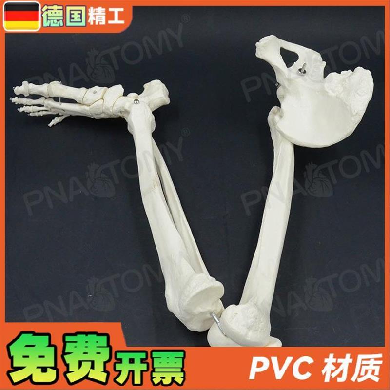 德国】1比1下肢骨髋骨脚关节膝关节脚趾髌骨脚Q骨胫骨腓骨人体骨