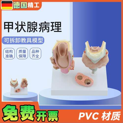 德国】甲状腺病理模型喉头解剖模型教学用解S剖甲状腺病理模具