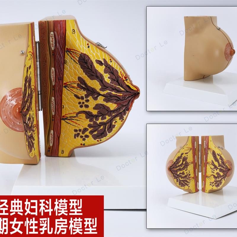 未孕女性b静止期女性乳房模型乳房解剖丰胸乳房美容妇科示范模型