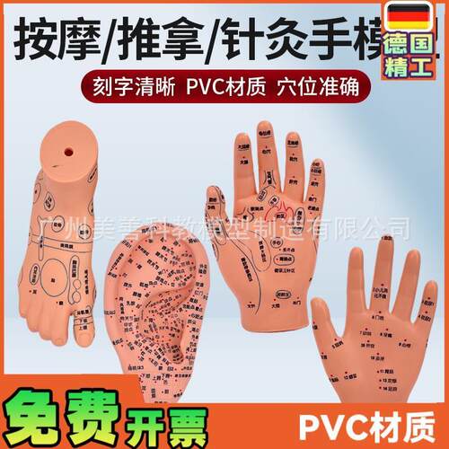 刻字清晰b耳穴模型足穴模型穴位手模型耳按摩手模型针灸耳16厘米
