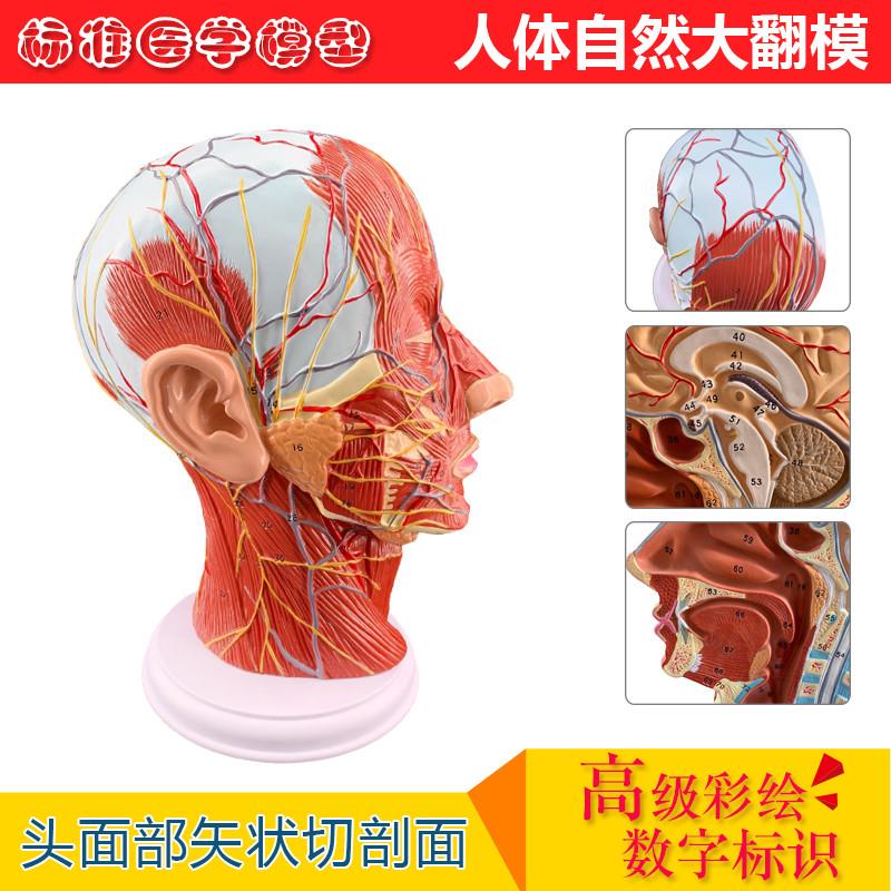 正品医用头面部解剖脑血管神经模G型五官科美容整形手术模型