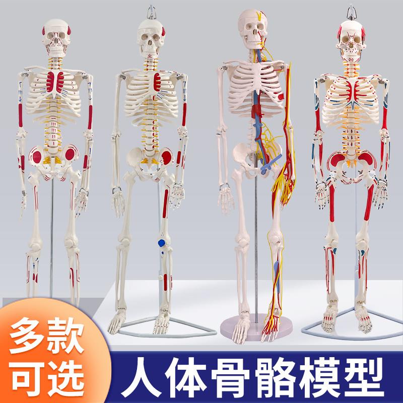 人体骷髅骨架可拆卸医学迷你小型全身骨骼带O肌肉解剖模型玩具摆
