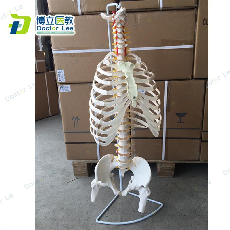 人体脊柱模型骨骼脊椎成人1:1颈椎胸椎肋骨盆P盆整骨胸骨肋骨模型