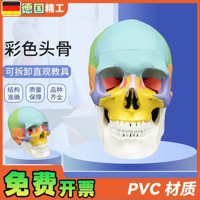 德国彩色头骨模型1比1头颅骨骷髅头口腔用M人体骨骼解剖可拆正骨