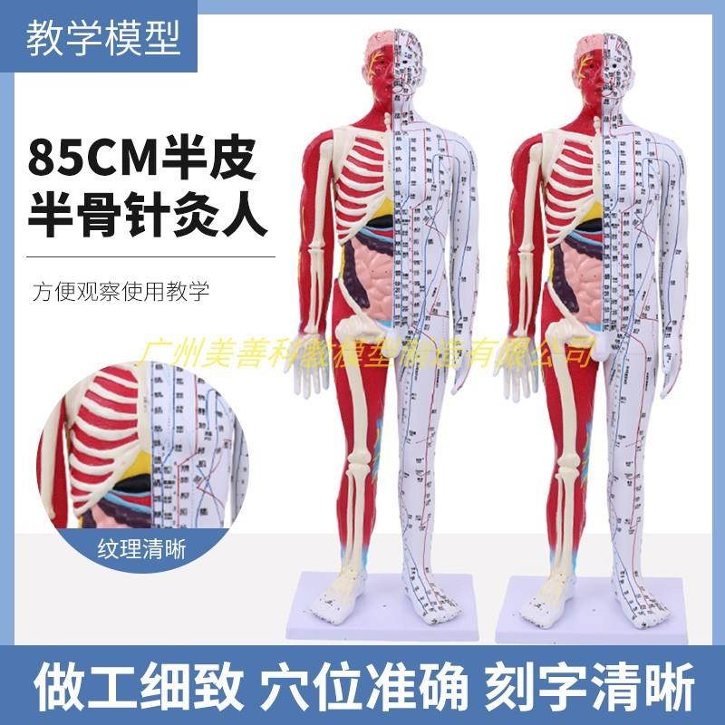 85CM人体f针灸模型半肌肉骨骼内脏解剖模型中医经络穴位模型超清