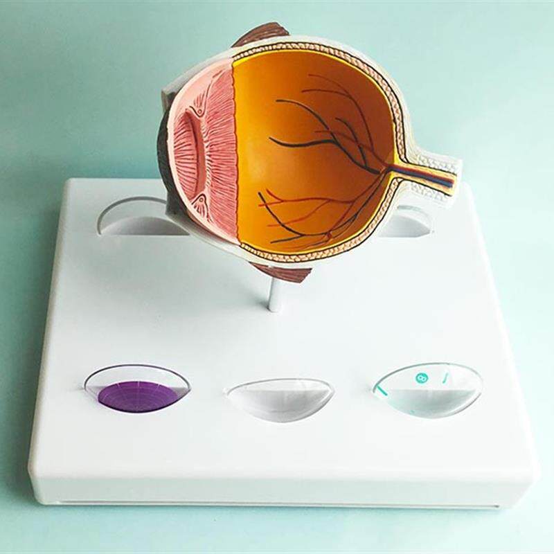 青光眼眼睛结构解剖教具眼球半边人体眼球M眼睛眼珠角膜虹膜晶状