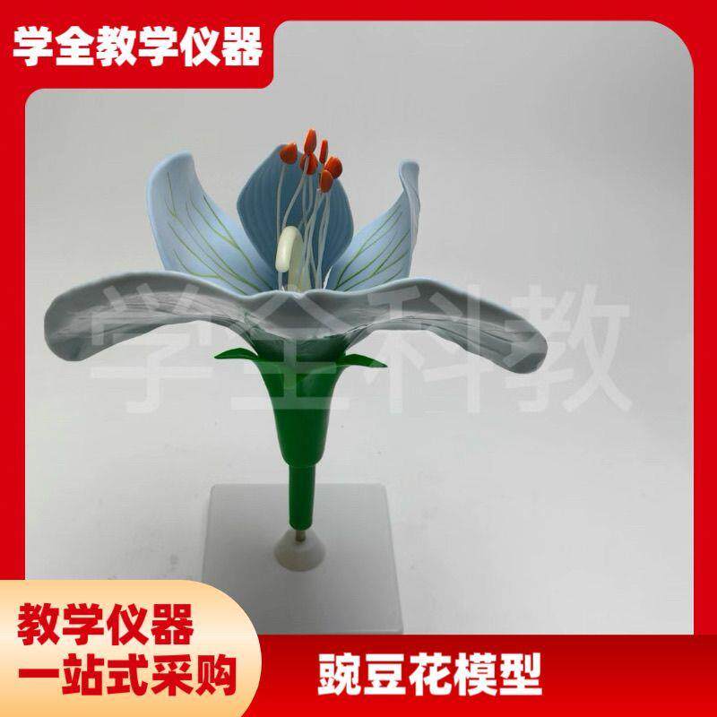 豌豆花放大模型可拆卸子房解剖双子D叶植物花高中生物教具园艺观