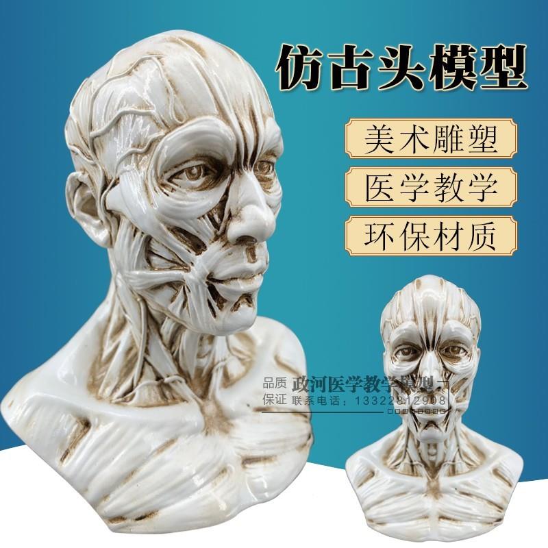 艺用人体肌肉骨骼头雕骷髅头绘画参考头骨解剖胸像T模型美术半身