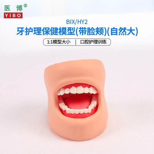 医博BIaX-HY2牙齿保健护理模型带脸颊正常大小1比1牙齿模型口腔护