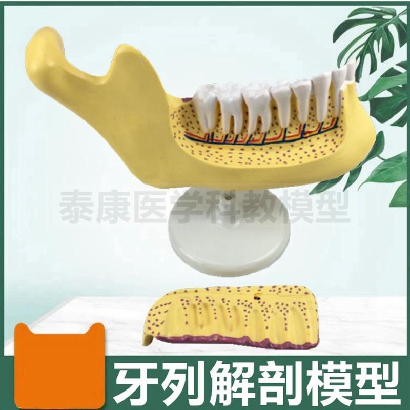 成人牙列模d型可拆卸牙髓神经血管磨牙解剖口腔牙科诊所用儿童乳