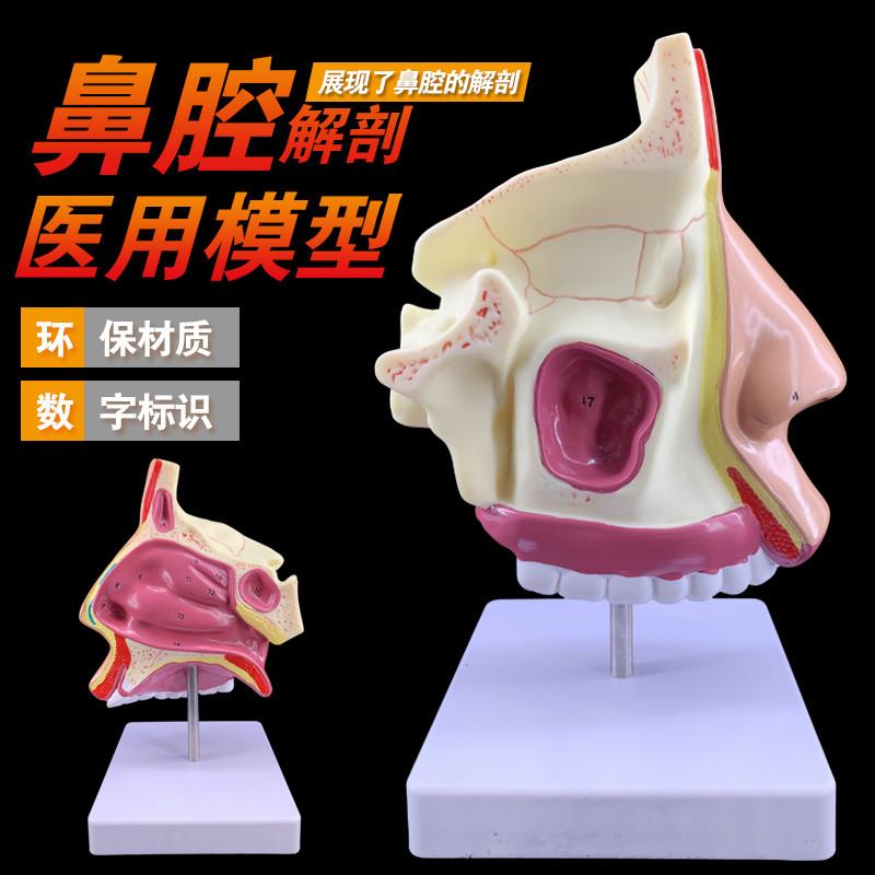 鼻腔解剖模型耳鼻喉科医用模型鼻腔模K型鼻子模型口鼻结构模型