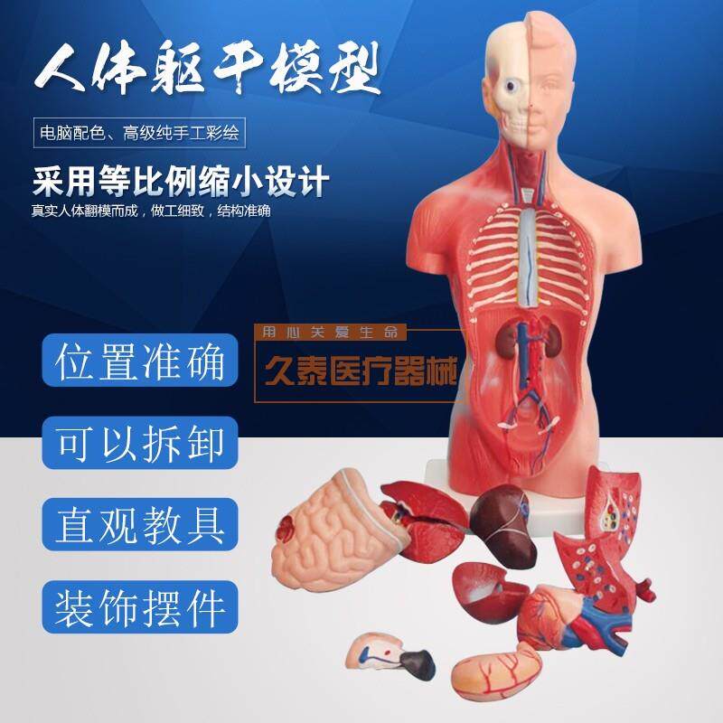 人体躯干模型人体内脏器官解剖C中小学生理教育解剖学内脏结构