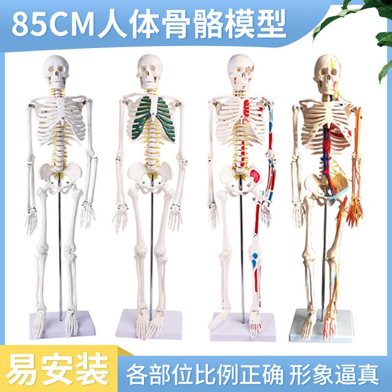 人体骷髅骨架可拆卸医学迷你小型全身骨骼带肌肉T解剖模型玩具摆