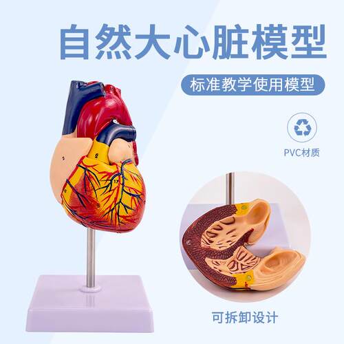 人体心脏模型f心脏解剖模型B超彩超心脏标本成人1:1心脏教学模型