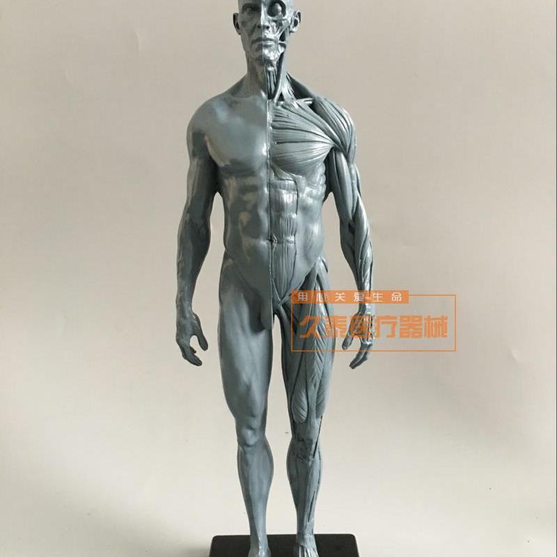 绘画美术艺用人体k模型雕塑设计医用CG参考肌肉骨骼解剖模型高质