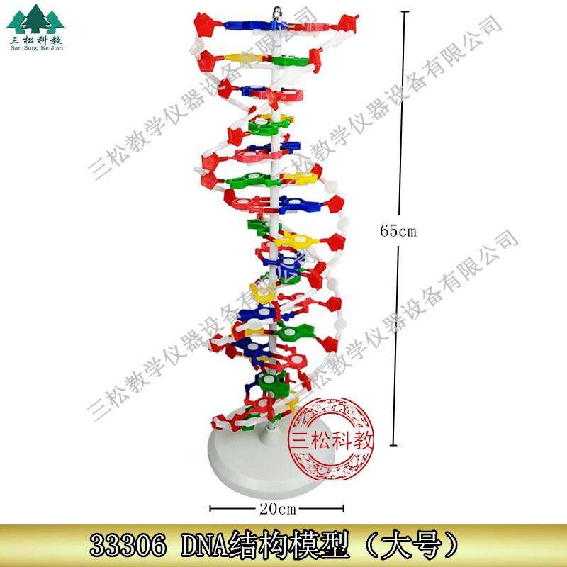DNA结构模型/大号J33r306双螺旋60公分高中碱基对遗传基因生物教