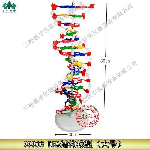 DNA结构模型/大号J33r306双螺旋60公分高中碱基对遗传基因生物教
