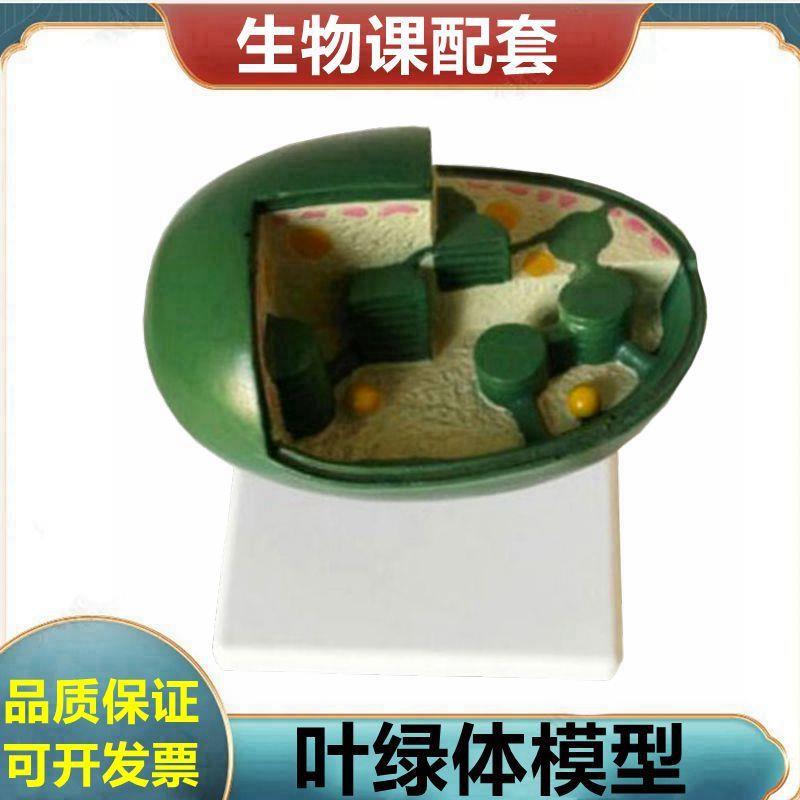 叶绿体放大模型植物种子玉米籽A根尖小麦花桃花芽结构荠菜胚发育
