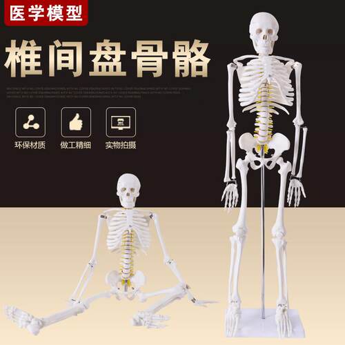 正品美术艺用医学标准85CM人B体骨骼模型骨骼骨架教学模型包邮