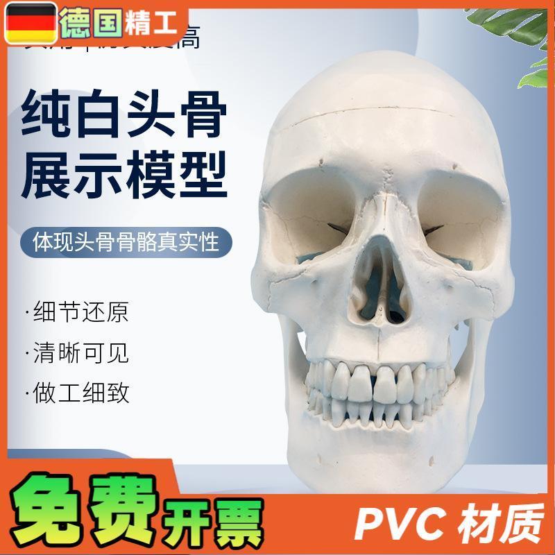 美术素描模型1:1人体骨骼模型人头骨摆件树T脂骷髅头办公摆件
