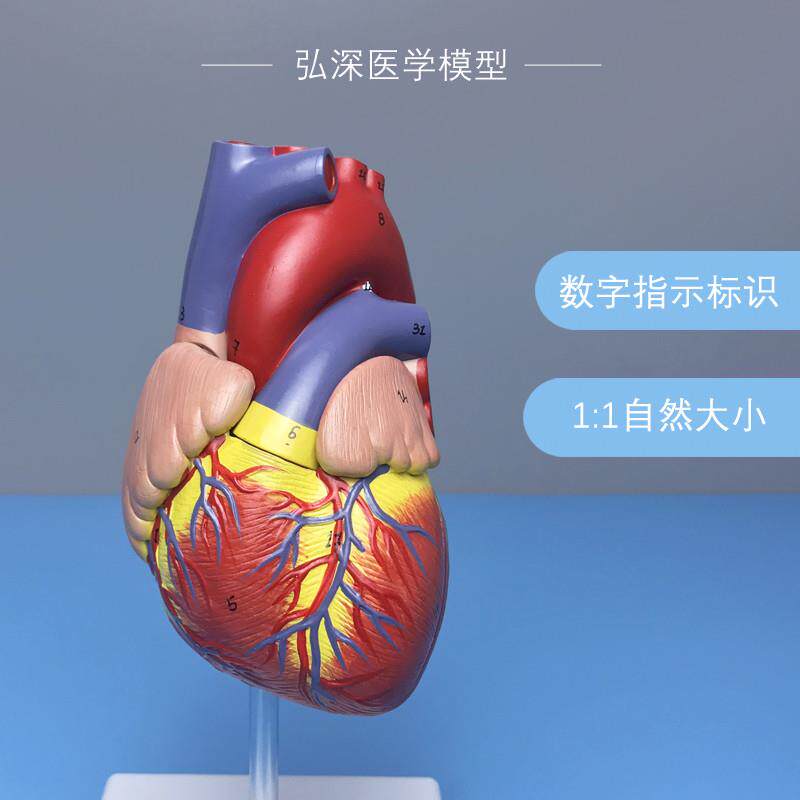 心脏模型带数字标识指示1比1成B人体内脏器官解剖心内科医学生教