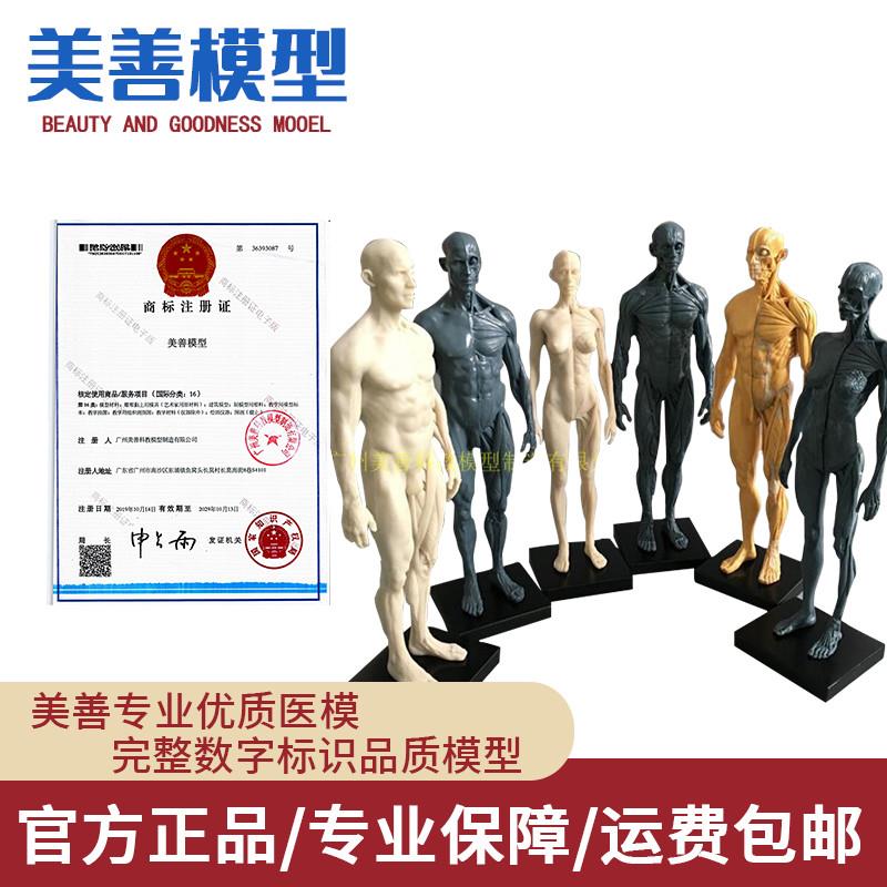 30cm绘画参考头骨模型半胸像艺用人体J肌肉骨骼解剖结构美术速写