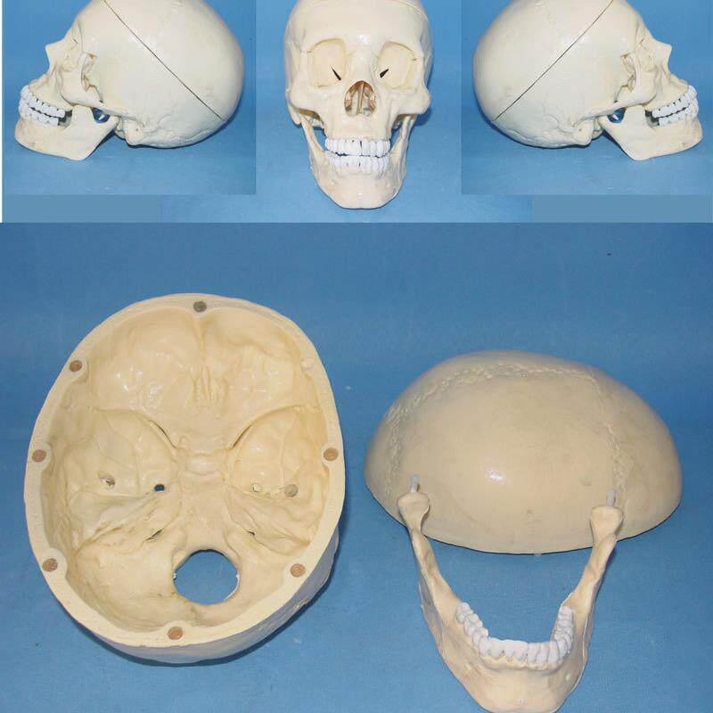 中型头骨模型人体骨p骼拼装模型益智玩具人体骨架骷髅模型