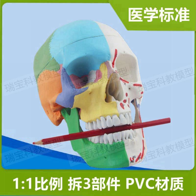 人体头骨模型仿真1:1自然大PzVC财主骨缝线颅骨结构下颌骨口腔牙