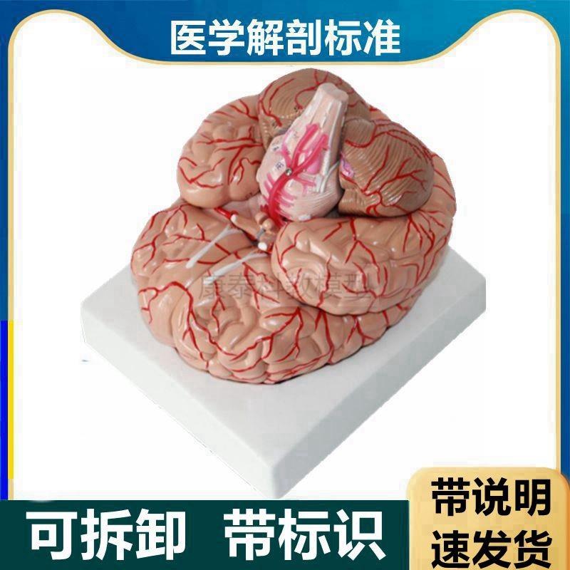 脑解剖模型可拆卸带标识s医用脑干大脑皮层功能区脑卒中医患临床