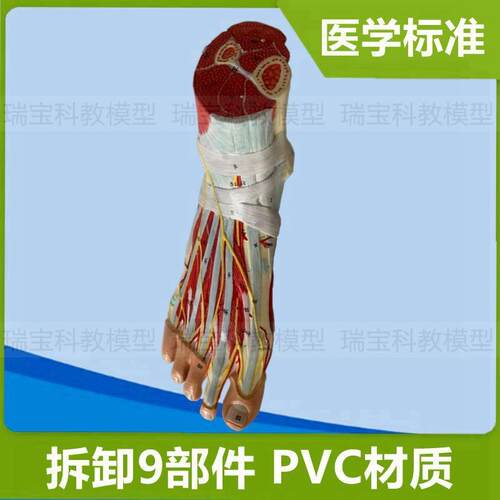 脚解剖模型踝关j节肌肉神经足底肌腿部深浅肌肉运动医用健身瑜伽