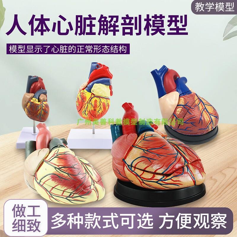 教学仿真自然大心脏m解剖模型教学心脏标本模型直销心脏解剖带标