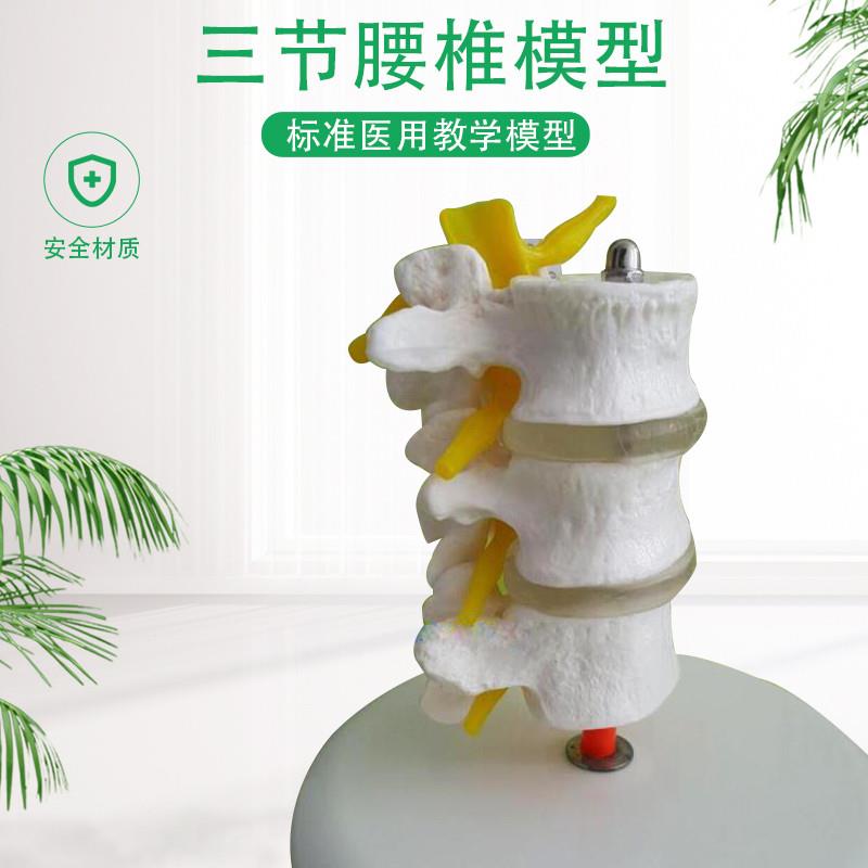 正常人体腰椎组合腰椎模型脊椎脊柱模型腰椎附椎间Z盘模型包邮