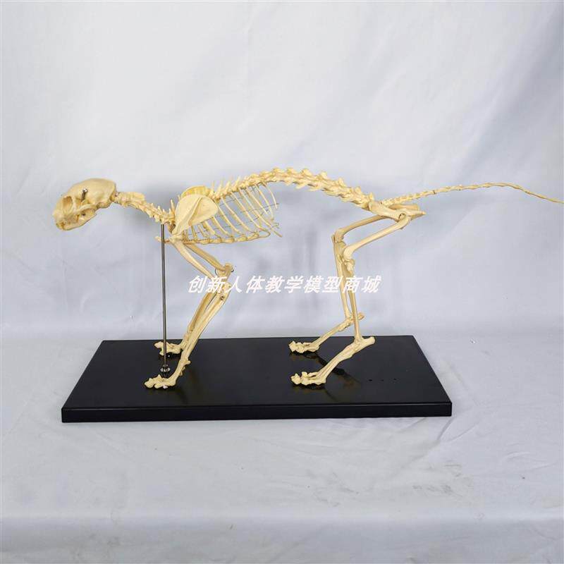 猫全身骨骼e模型高仿真猫骨骼标本动物骨架带底座宠物医院兽医用