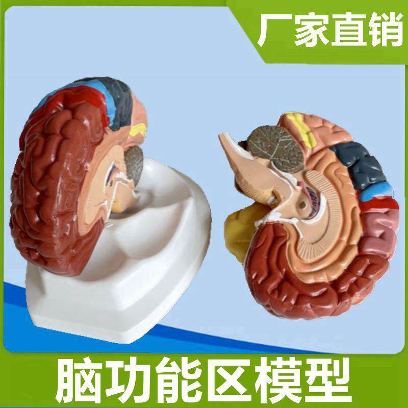 大脑皮层功能区模型自然大脑组织C可拆卸带说明小脑益智早教医学