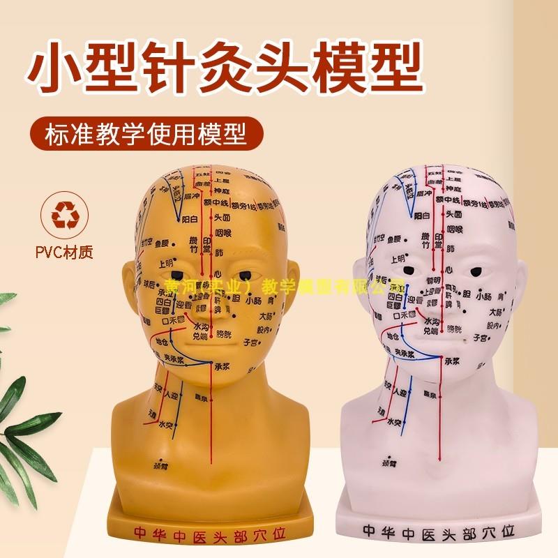 20CM小型针h灸头模型头部穴位经络按摩针灸头部四功能腧穴模型