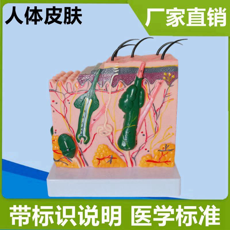 人体皮肤结构模型解剖整形美u容教学护理放大35倍50倍毛发组织医
