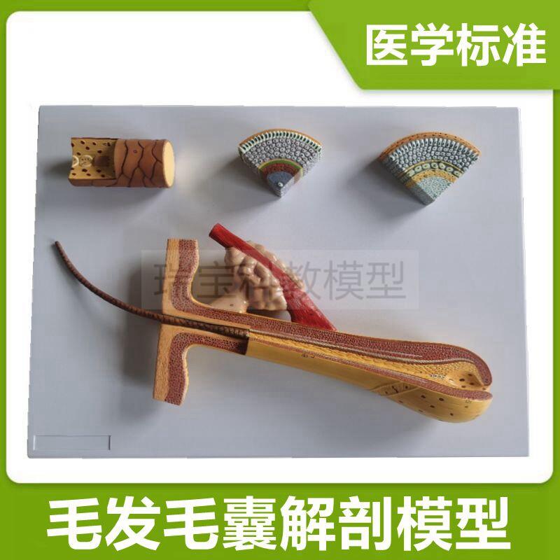毛发放大模型毛囊皮肤解s剖模型人体皮肤医美整形毛囊解剖临床医