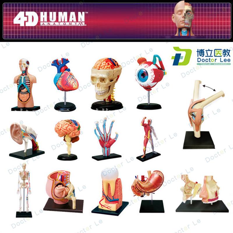 4DMASTER拼装人体模型内脏脑颅骨肌肉手骨架P眼耳牙胃心脏妊娠膝